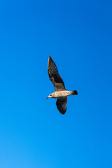 Obraz premium Seagull flying in the sky in Portugal