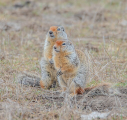 Ground squirrel love