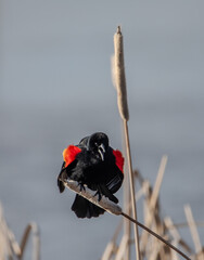 Redwing Blackbird