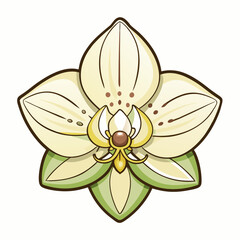 orchid flower isolated on white