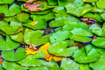 a calm expanse of water covered with large, bright green water lily pads 