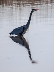 Reflection of Great Blue Heron