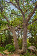 an ancient, mighty oak with a forked trunk growing in the park of Foros, Crimea. Two powerful trunks rise upward from a common base, bending and forming a beautiful V-shape. 