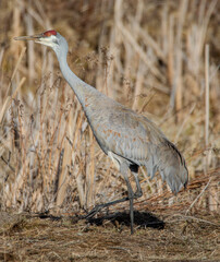 Sandhill Crane