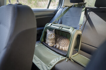 Tabby cat in pet carrier riding in a car