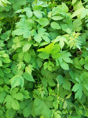 Plant Hops in summer. Green foliage background.