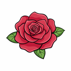 pink rose on white background