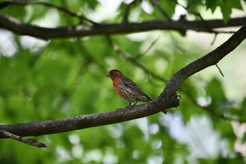 Obraz premium Red-breasted bird on a tree branch.