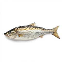Fototapeta premium Silver mullet fish on white background