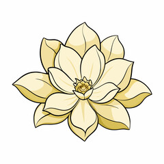 Fototapeta premium yellow flower isolated on white