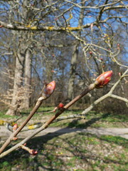 First reddish buds emerge on the twig, spring awakens. Blurred background highlights the delicacy...