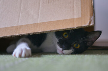 A Tuxedo black-and-white cat plays