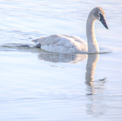 swan on the water