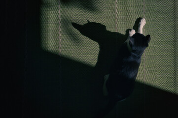 A Tuxedo black-and-white cat