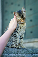 Hand of person gently petting content tabby cat outdoors in sunny environment, love and bond between human and animal