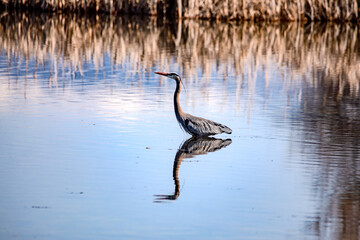 heron at sunset