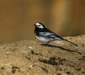 White wagtail bird on rock