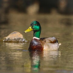 Mallard Duck in a Tranquil Pond