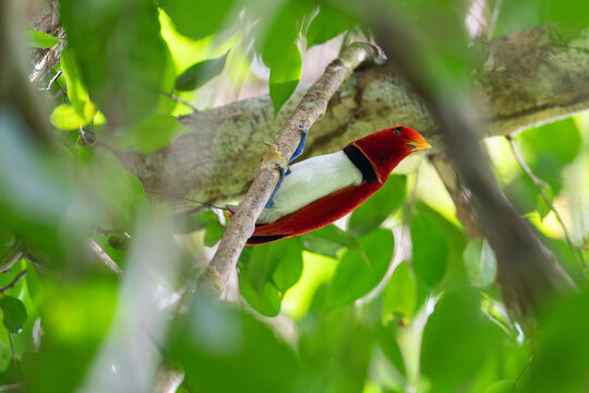 King bird of paradise (Cicinnurus regius) male, perched on branch, Malagufuk, West Papua. 