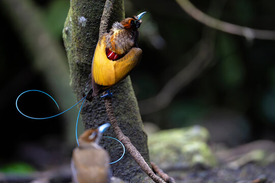 Magnificent bird of paradise (Diphyllodes magnificus) male perched on branch with female below, Arfak, West Papua. 