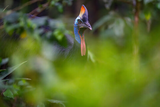 Southern cassowary (Casuarius casuarius) portrait, private nature reserve in the rainforest near Fak Fak, West Papua, Indonesia. 