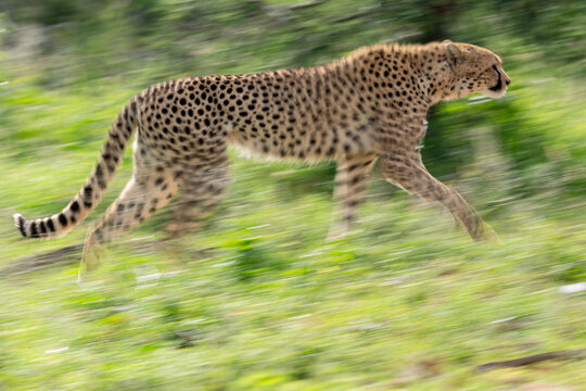 Cheetah (Acinonyx jubatus) running, Laikipia plateau, Kenya.  