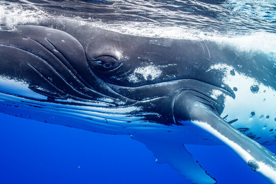Humpback whale (Megaptera novaeangliae) portrait, off Moorea, French Polynesia, Pacific Ocean. 