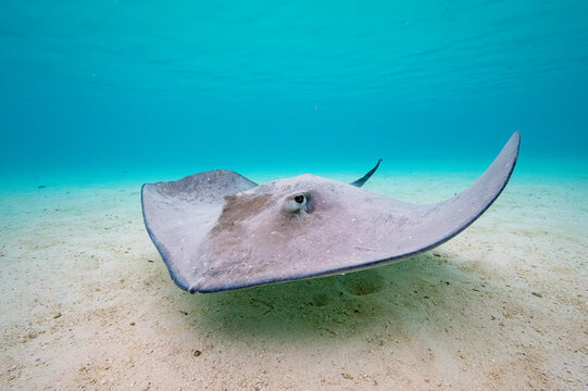 Pink whipray (Pateobatis fai) swimming over sandy seabed in shallow water, Moorea, French Polynesia, Pacific Ocean. 