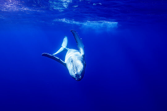 Humpback whale (Megaptera novaeangliae) calf swimming upside down, off Tubuai, French Polynesia, Pacific Ocean. 