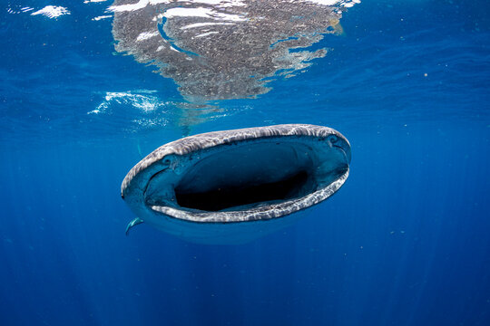 Whale shark (Rhincodon typus) feeding on fish eggs at the water surface, Isla Mujeres, Quintana Roo, Yucatan Peninsula, Mexico, Caribbean Sea. Endangered. 