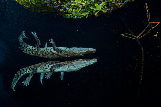 Morelet's crocodile (Crocodylus moreletii) swimming close to the surface in a mangrove lagoon, near Tulum, Yucatan Peninsula, Mexico. Mangrove Photography Awards 2024 - Highly Commended in Mangroves 