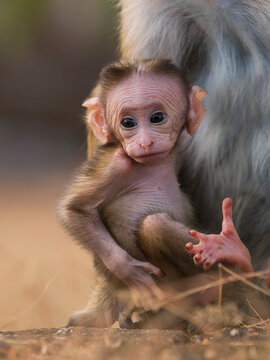 Dry zone toque macaque (Macaca sinica sinica) infant, portrait, Pollanoruwa, Sri Lanka. Endangered. 