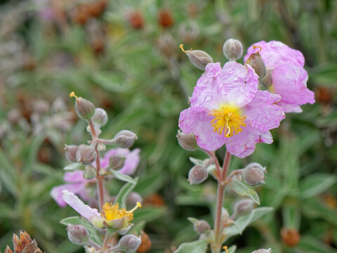 Pine forest cistus (Cistus symphytifolius) flowering in El Portillo Botanical Garden, Teide National Park, Tenerife, Canary Islands. May. 