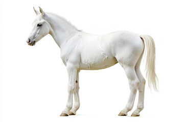 Obraz premium a white horse standing on a white surface