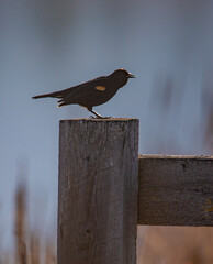 Redwing blackbird backlit