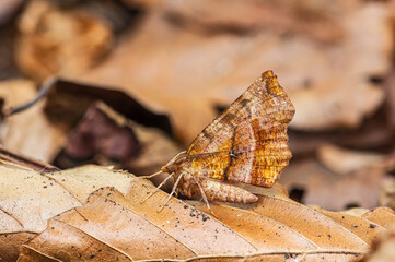 Early thorn moth (Selenia dentaria) resting on a dried leaf, Monmouthire, Wales, UK. July. Focus stacked image. 
