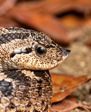 Southern hognose snake (Heterodon simus) coiled up, head portrait. Captive, occurs in southeastern USA. 