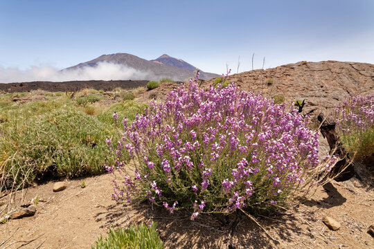 Teide wallflower (Erysimum scoparium) clumps flowering in the Las Canadas caldera below Mount Teide, Teide National Park, Tenerife, Canary Islands. May.  