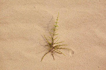 A lonely plant on the sand