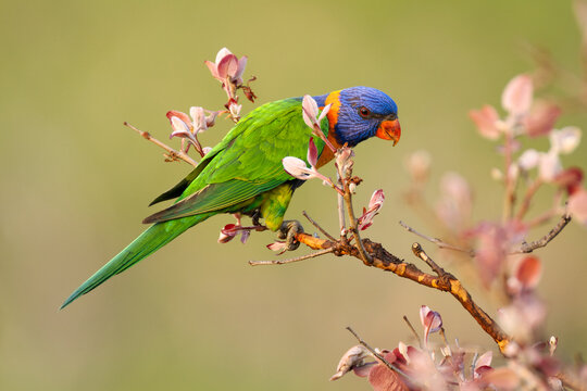 Red-collared lorikeet (Trichoglossus rubritorquis) perched in an Apple gum (Corymbia polysciada) with fresh foliage, Adelaide River Hills, Northern Territory, Australia. 
