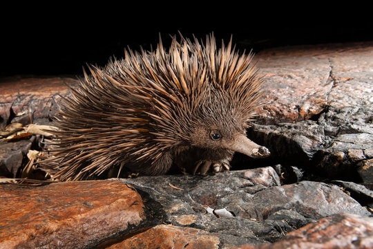 Short-beaked echidna (Tachyglossus aculeatus) exploring the base of a deep sandstone gorge at night, Adelaide River Hills, Australia. 
