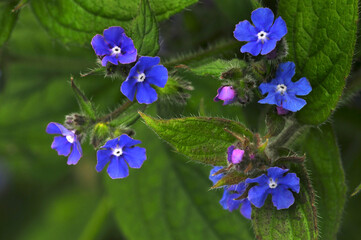 Green alkanet (Pentaglottis sempervirens) in flower, Dorset, England, UK. April. 