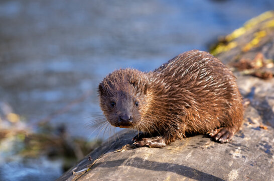 European otter (Lutra lutra) cub resting on a log, Little Ouse River, Norfolk, England, UK. 