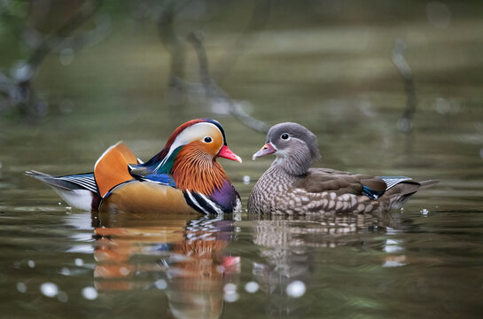 1Mandarin ducks (Aix galericulata) pair in breeding plumage, courtship display, the male lightly preening or gently plucking on the female's breast feathers, Stover Country Park, Newton Abbot, Devon, 