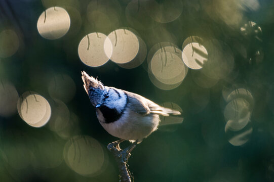 European crested tit (Lophophanes cristatus) perched on branch in sunlight, Trondheim, Norway. March. 