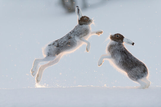 Two Mountain hares (Lepus timidus) fighting on snow, Vauldalen, Norway. April. 