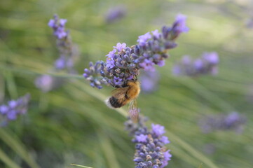 bumblebee on lavender