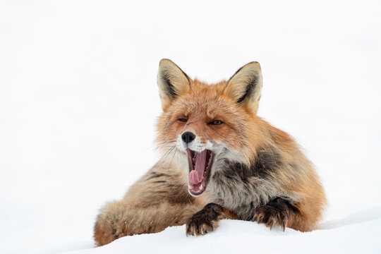Red fox (Vulpes vulpes) resting on snow, yawning, Vauldalen, Norway. April. 