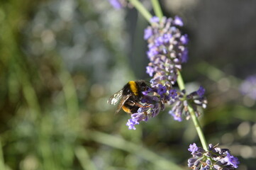 bumblebee on lavender