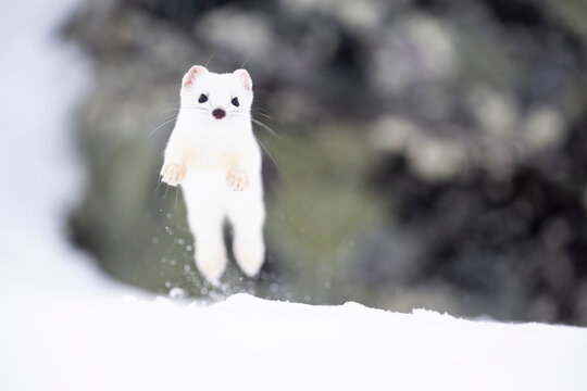 Stoat (Mustela erminea) running on snow, Vauldalen, Norway. April. 